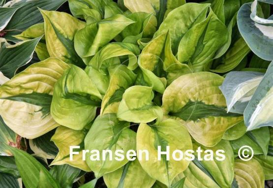 Hosta Stitch in Time